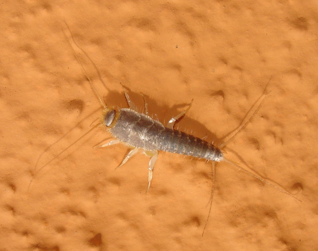 En silverfisk fotograferad mot en orange texturerad bakgrund som tydligt visar dess form och färg.